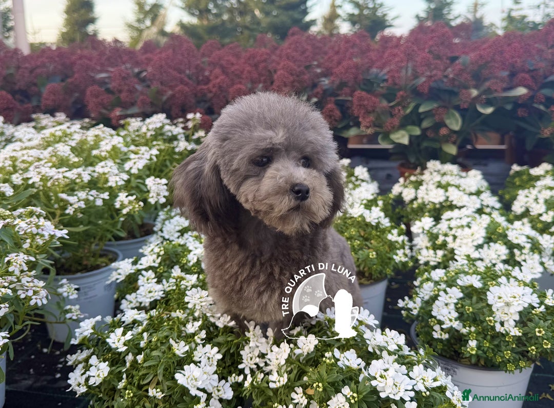 Barboncino Toy cani in vendita: Barboncino TREQUARTIDILUNA  - Annuncio 2