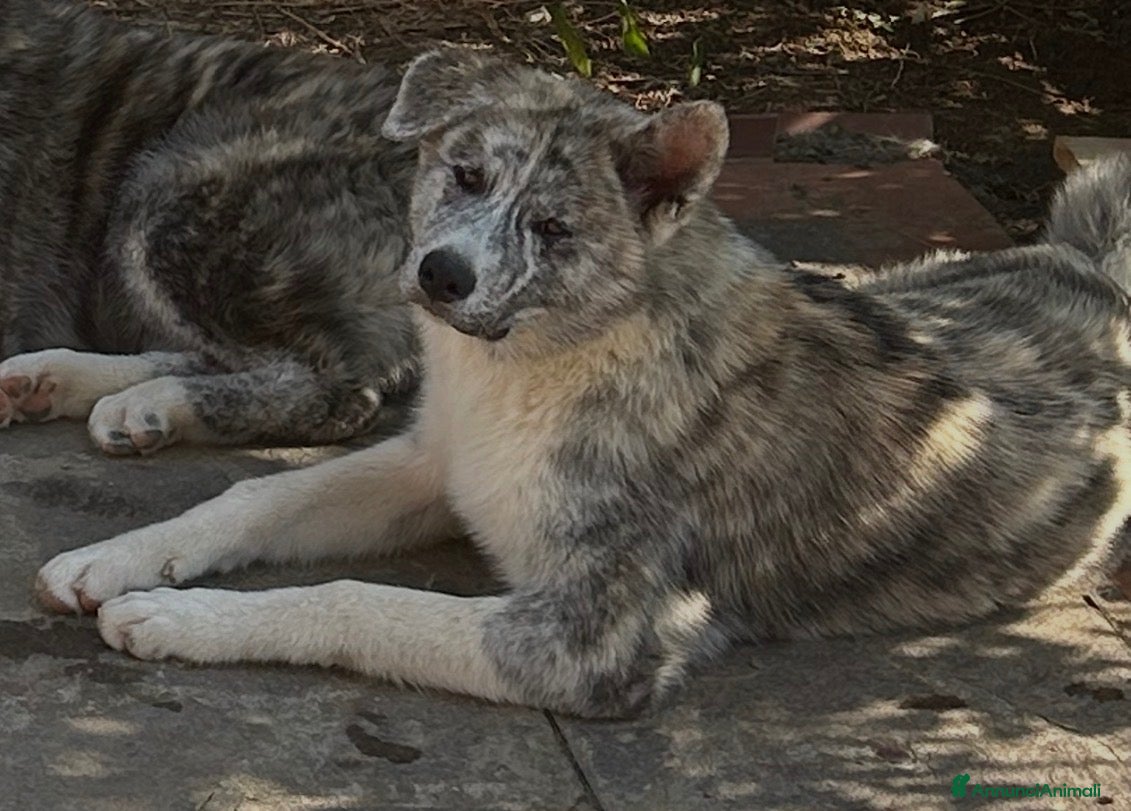Akita Inu cani Cucciole di Akita inu  - Annuncio 4