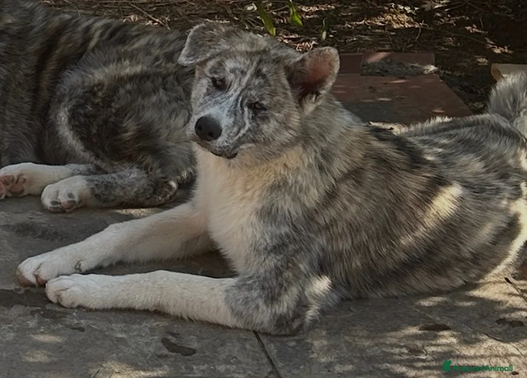 Akita Inu cani in vendita: Cucciole di Akita inu  - Annuncio 1