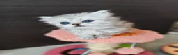 Persiano gatti in vendita: Cucciolata persiani Chinchilla  - Annuncio 11