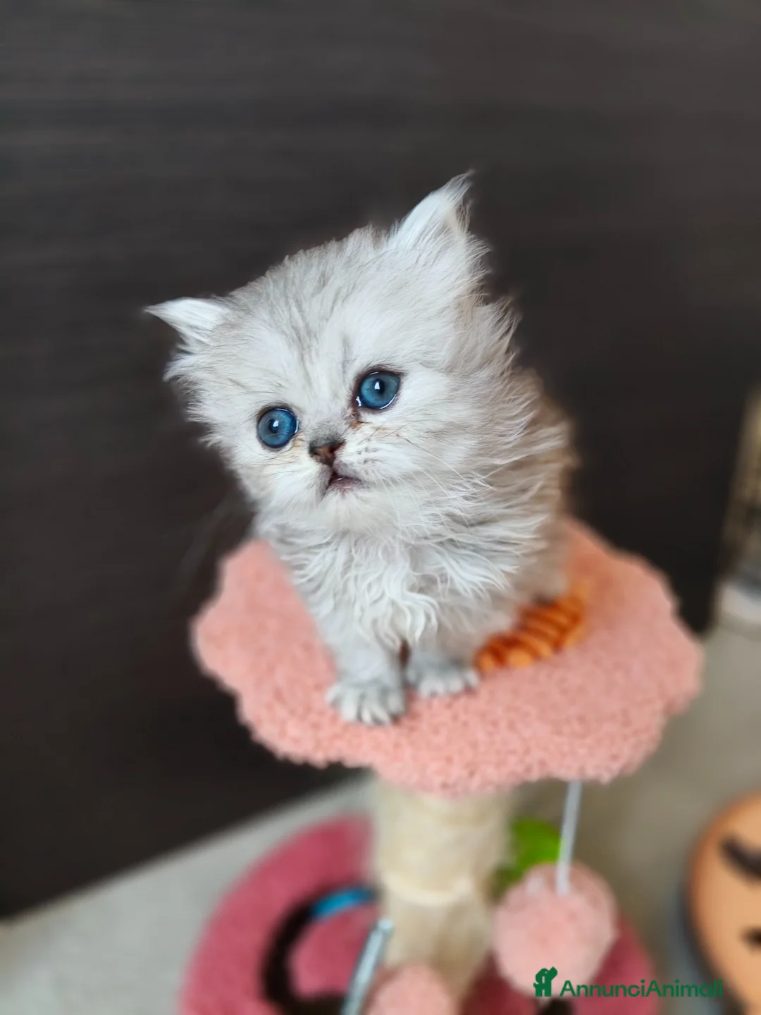 Persiano gatti in vendita: Cucciolata persiani Chinchilla  - Annuncio 11