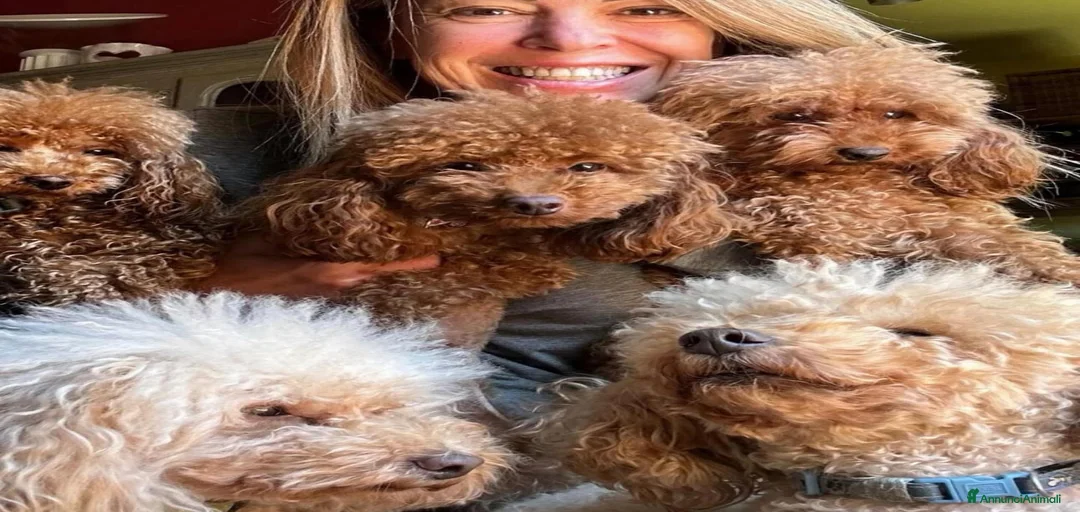 Immagine della galleria {{count}}