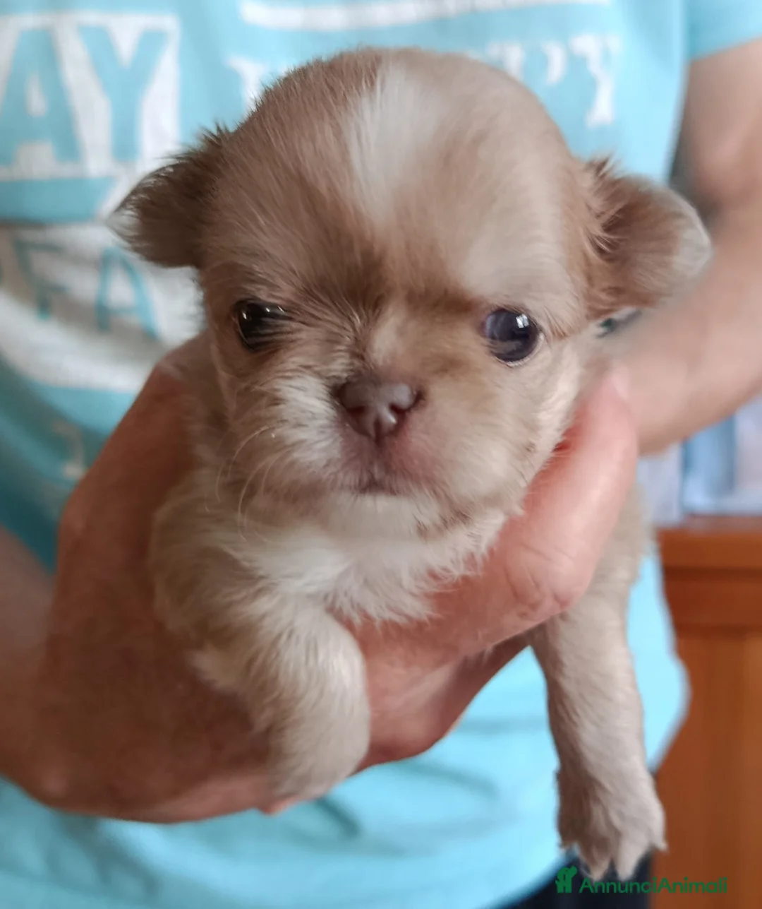 Chihuahua cani in vendita: Cuccioli di Chihuahua con pedigree - Annuncio 1