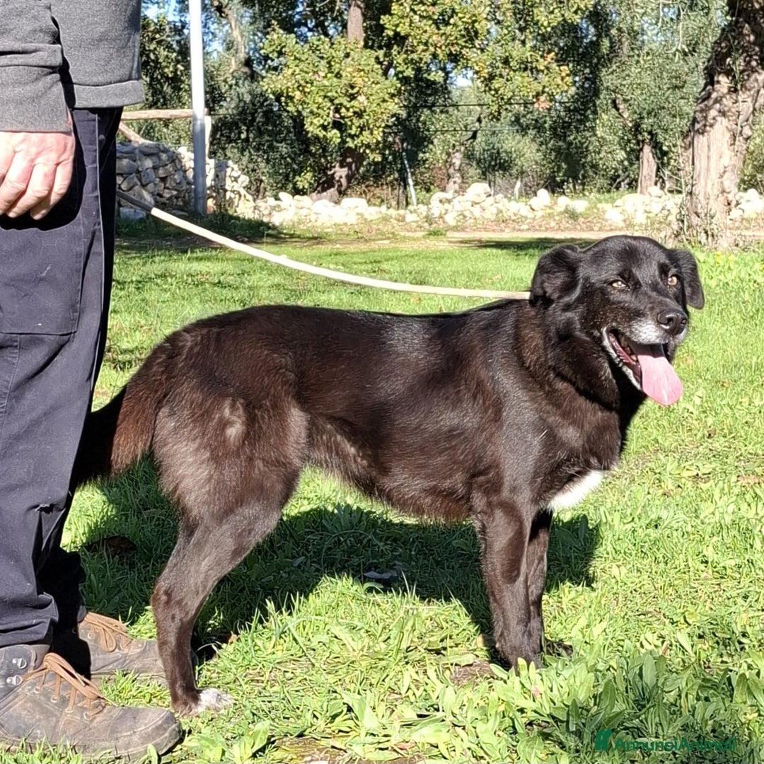 Meticcio cani in regalo: Crik&Crok Cerca Famiglia. Info Monica 3890238584 - Annuncio 16