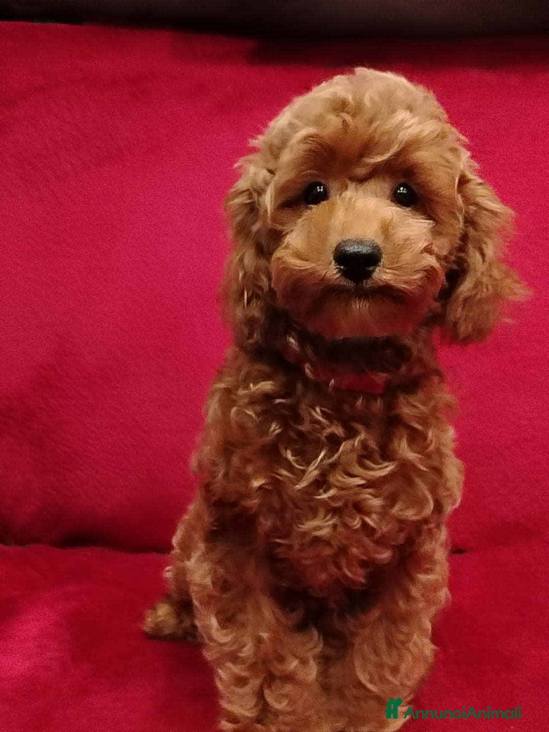 Barboncino Toy cani in vendita: Barboncino toy - Annuncio 2