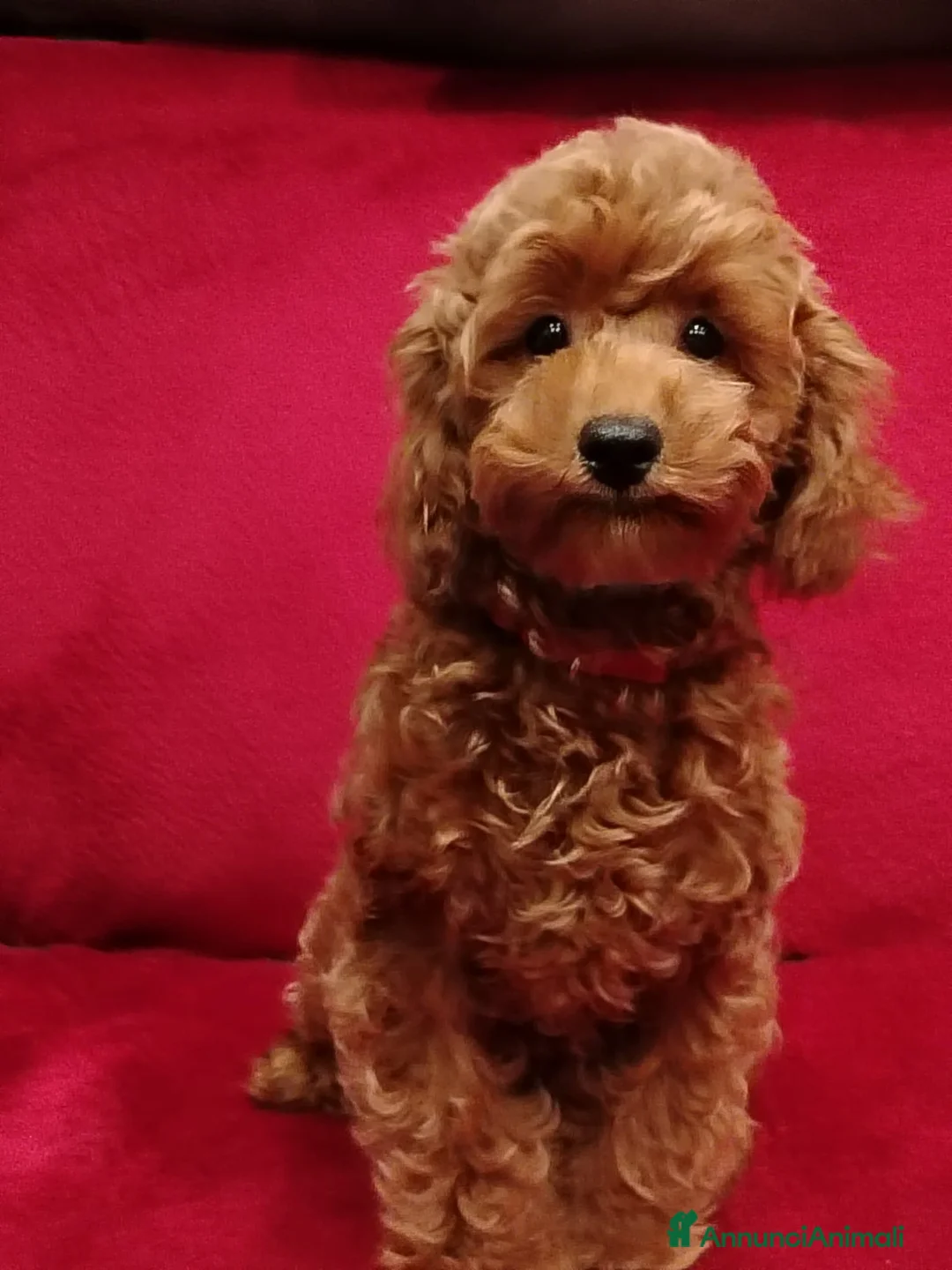 Barboncino Toy cani in vendita: Barboncino toy - Annuncio 2