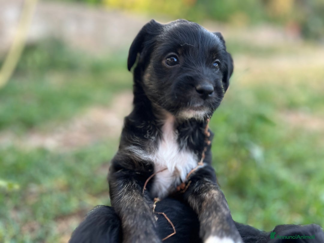 Altre razze cani in regalo: cuccioli incroccio pincher a Provincia di Sassari - Immagine 3