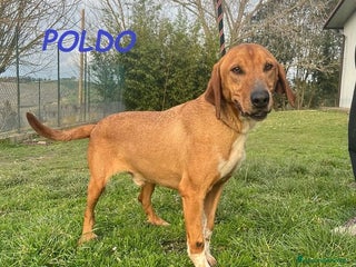 Meticcio cani POLDO esuberante,affettuoso e buono 5-6anni - Annuncio 38