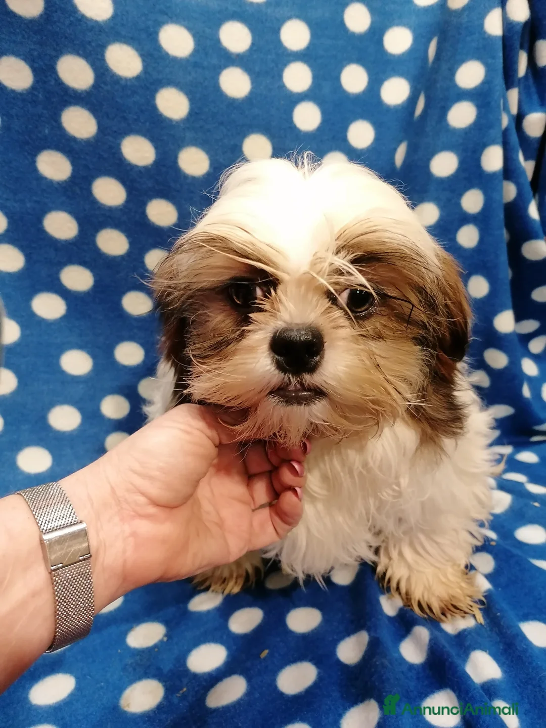 Shih Tzu cani in vendita: Shih Tzu imperiale cuccioli - Annuncio 1