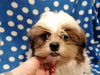 Shih Tzu cani Shih Tzu imperiale cuccioli - Annuncio 7