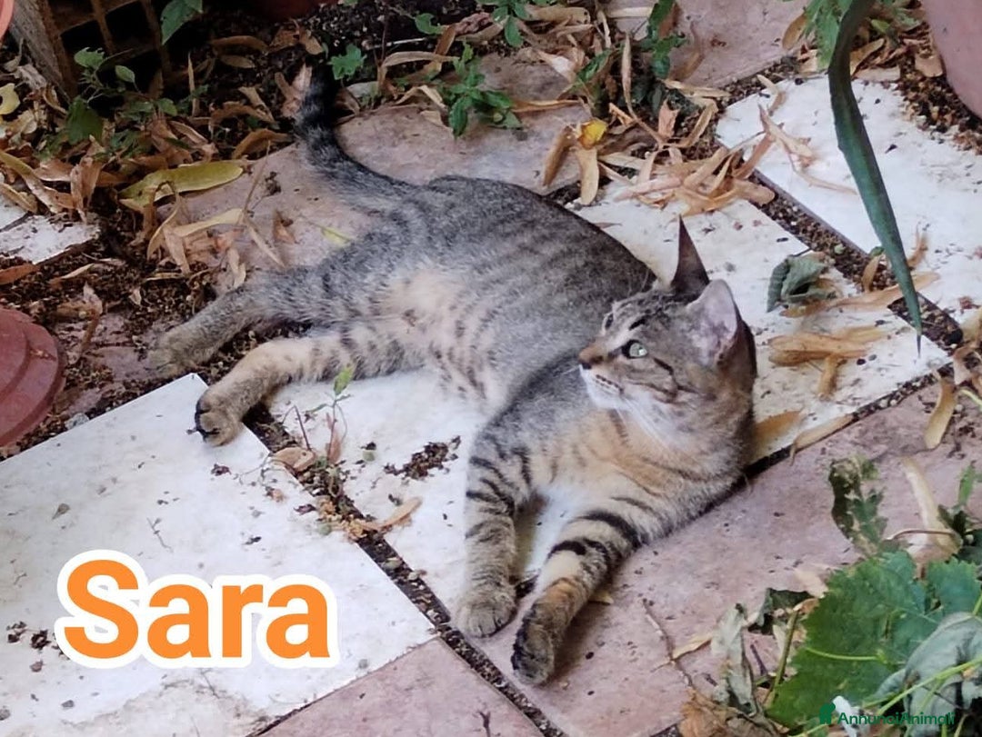 Europeo gatti in regalo: SARA ADOZIONE URGENTE a Città metropolitana di Roma Capitale - Immagine 1