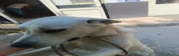 Meticcio cani in regalo: Cuccioli simil labrador  - Annuncio 2