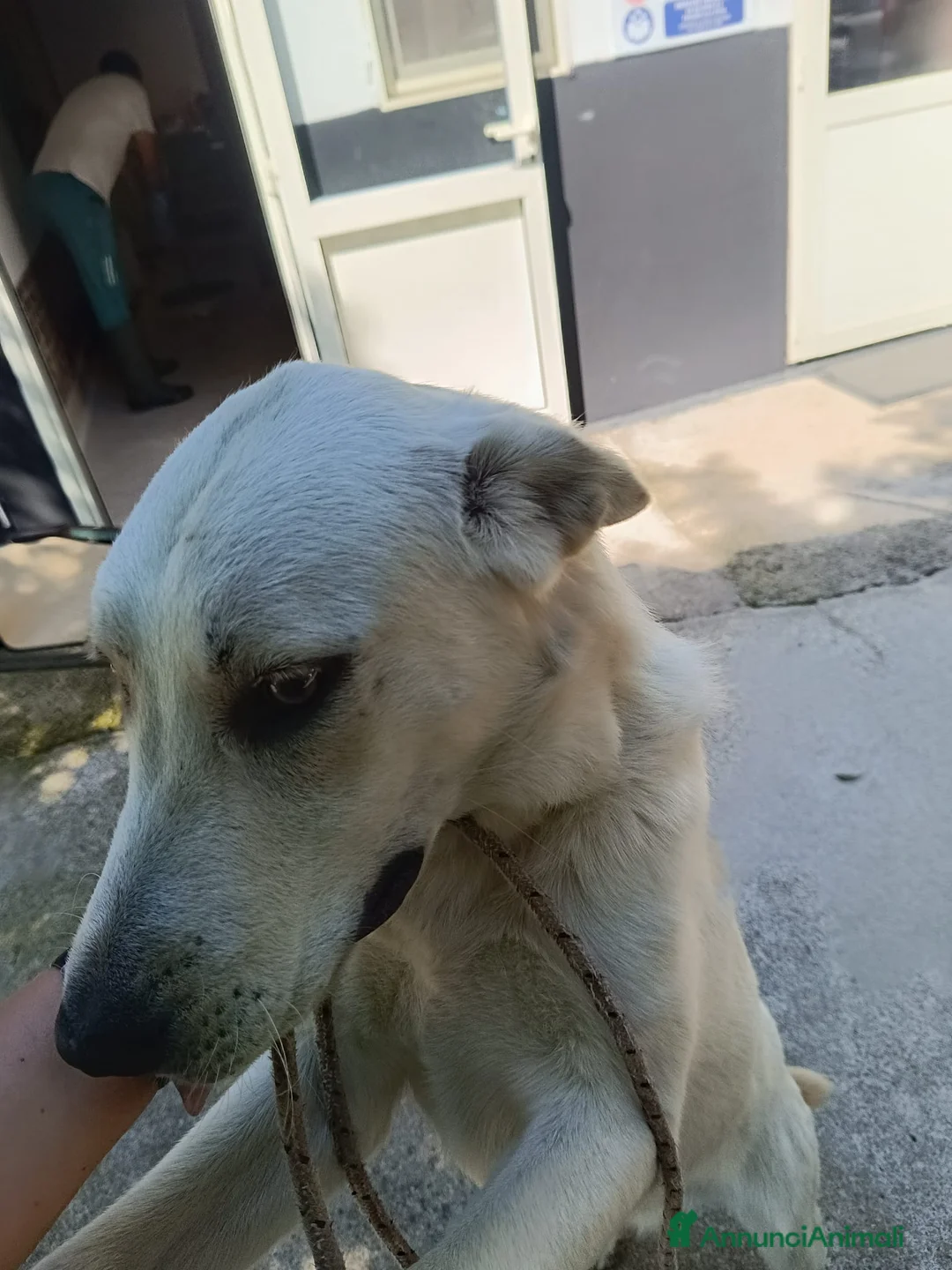 Meticcio cani in regalo: Cuccioli simil labrador  - Annuncio 2