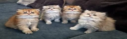 British gatti in vendita: British longhair  - Annuncio 3