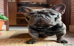 Bulldog Francese cani per accoppiamento: Ugo cerca fidanzata a Città metropolitana di Roma Capitale - Immagine 3