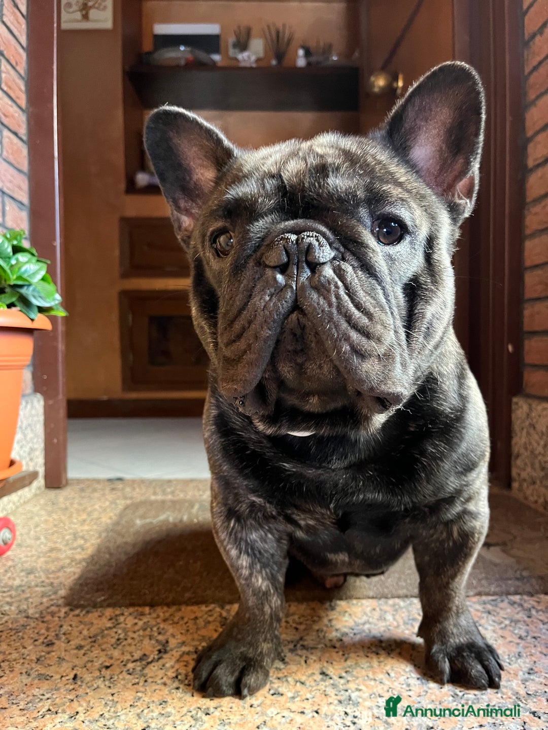 Bulldog Francese cani per accoppiamento: Ugo cerca fidanzata a Città metropolitana di Roma Capitale - Immagine 3