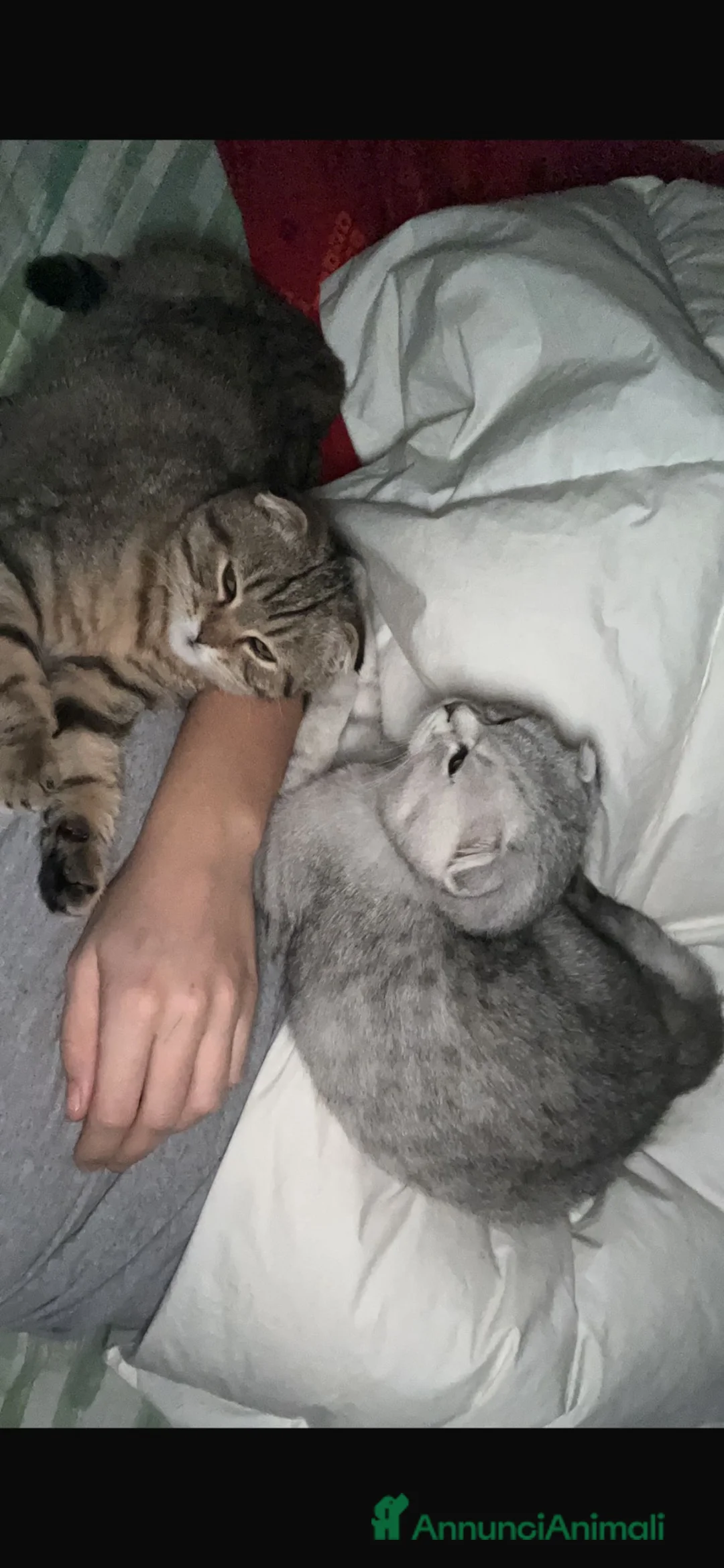 Scottish gatti in vendita: 2 Gatti maschi fratelli  - Annuncio 4