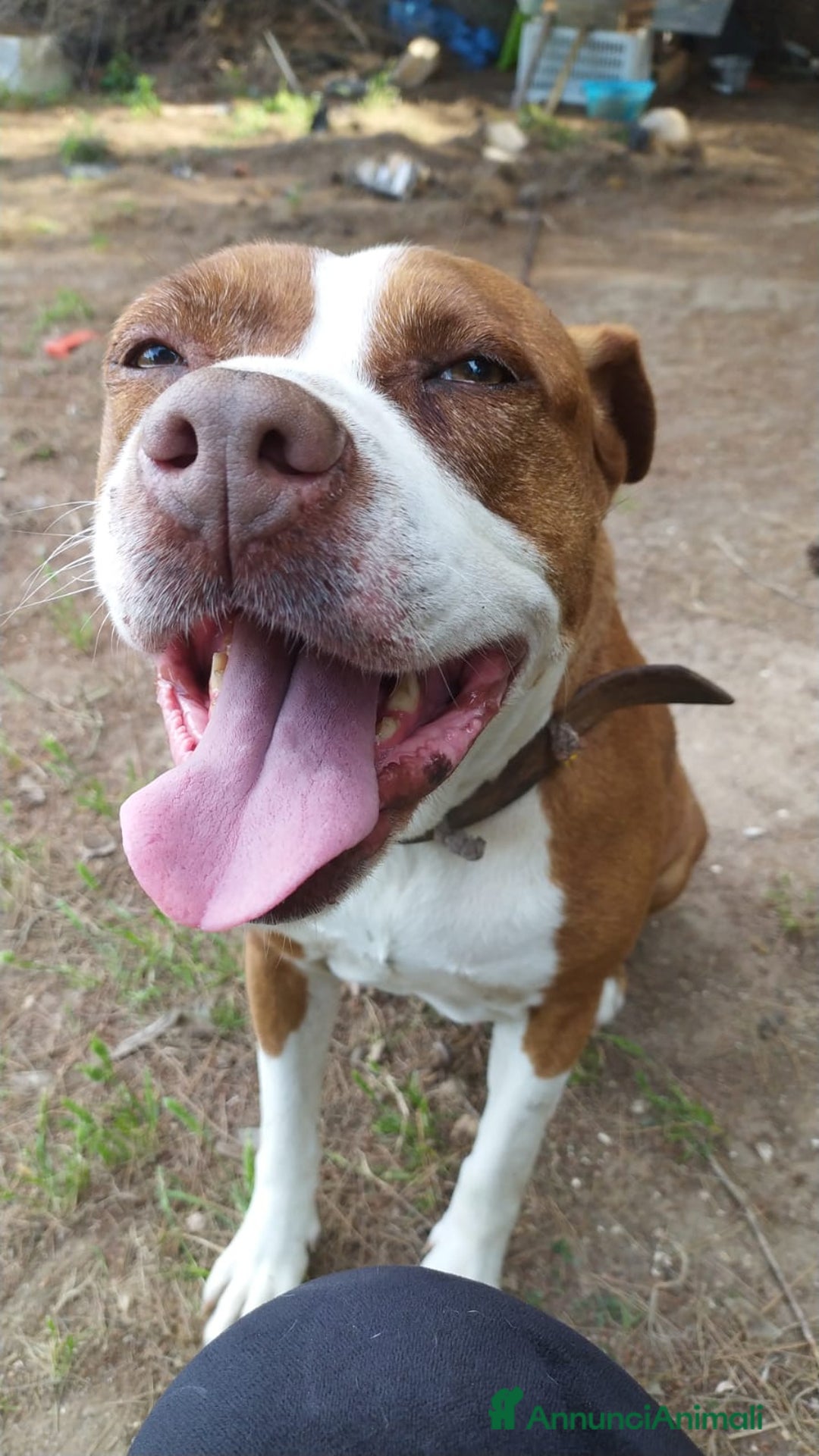 American Staffordshire cani in regalo: Amstaff adulta SOLA IN ROULOTTE!SOS CASA ORISTANO  - Annuncio 3