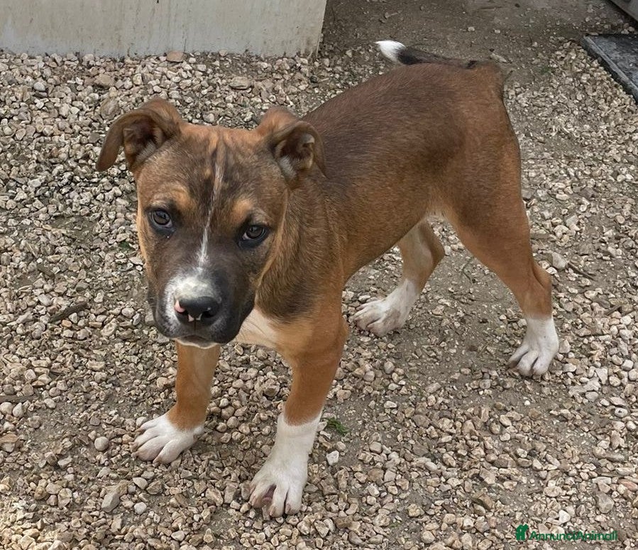 Meticcio cani IL TENERO CHOCO - Annuncio 9