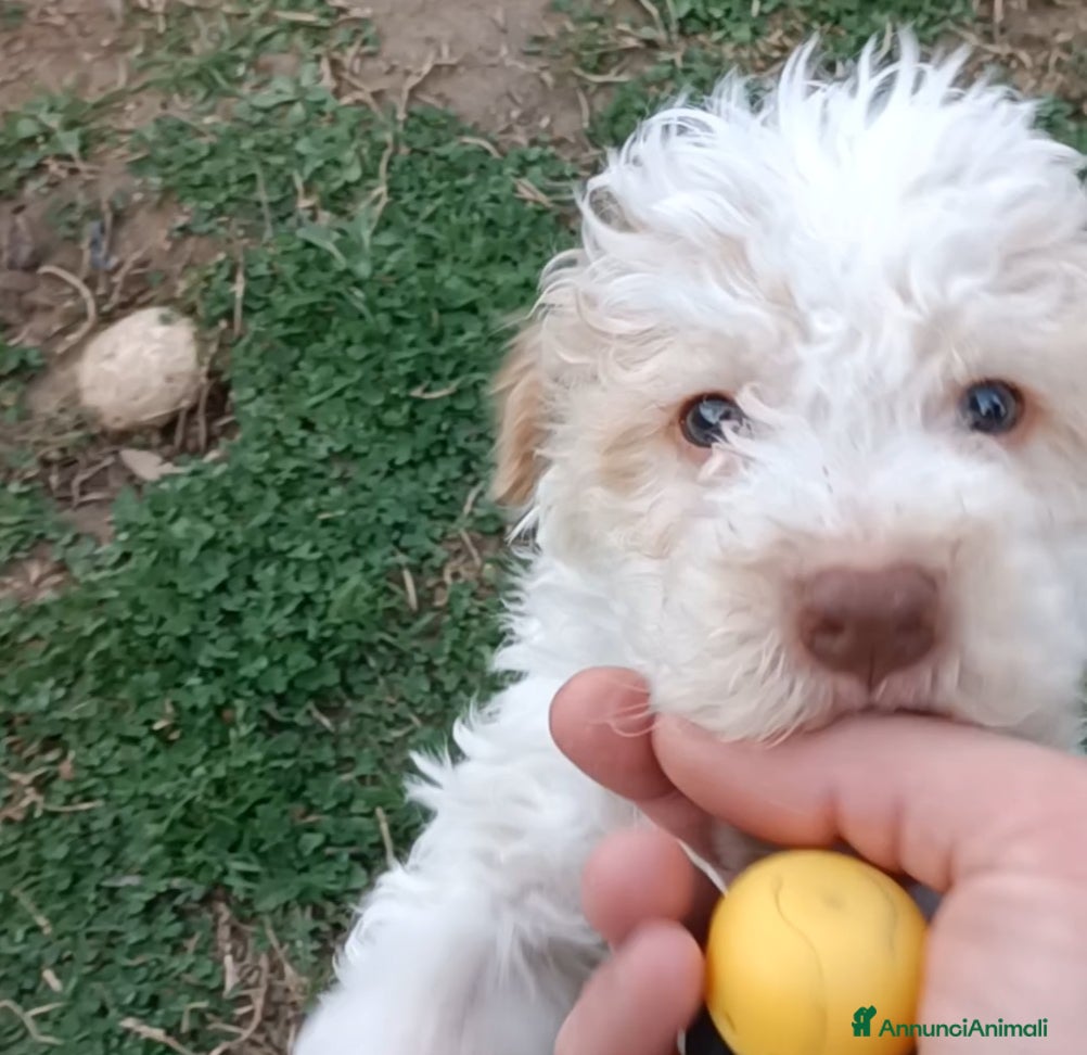 Lagotto cani Cuccioli di Lagotto Romagnolo con Pedigree  - Annuncio 1