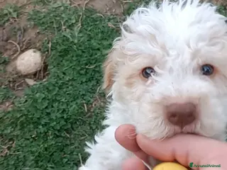 Lagotto cani Cuccioli di Lagotto Romagnolo con Pedigree - Annuncio 1