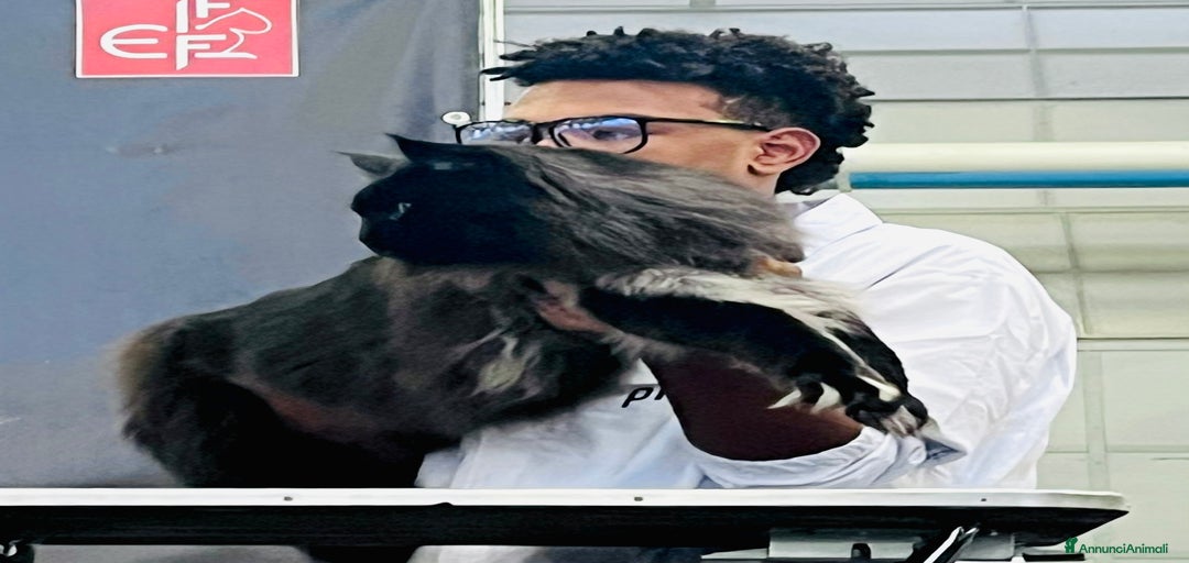 Immagine della galleria {{count}}