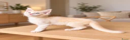 Maine Coon gatti in vendita: Allevamento Maine Coon Misty Woods - Annuncio 6