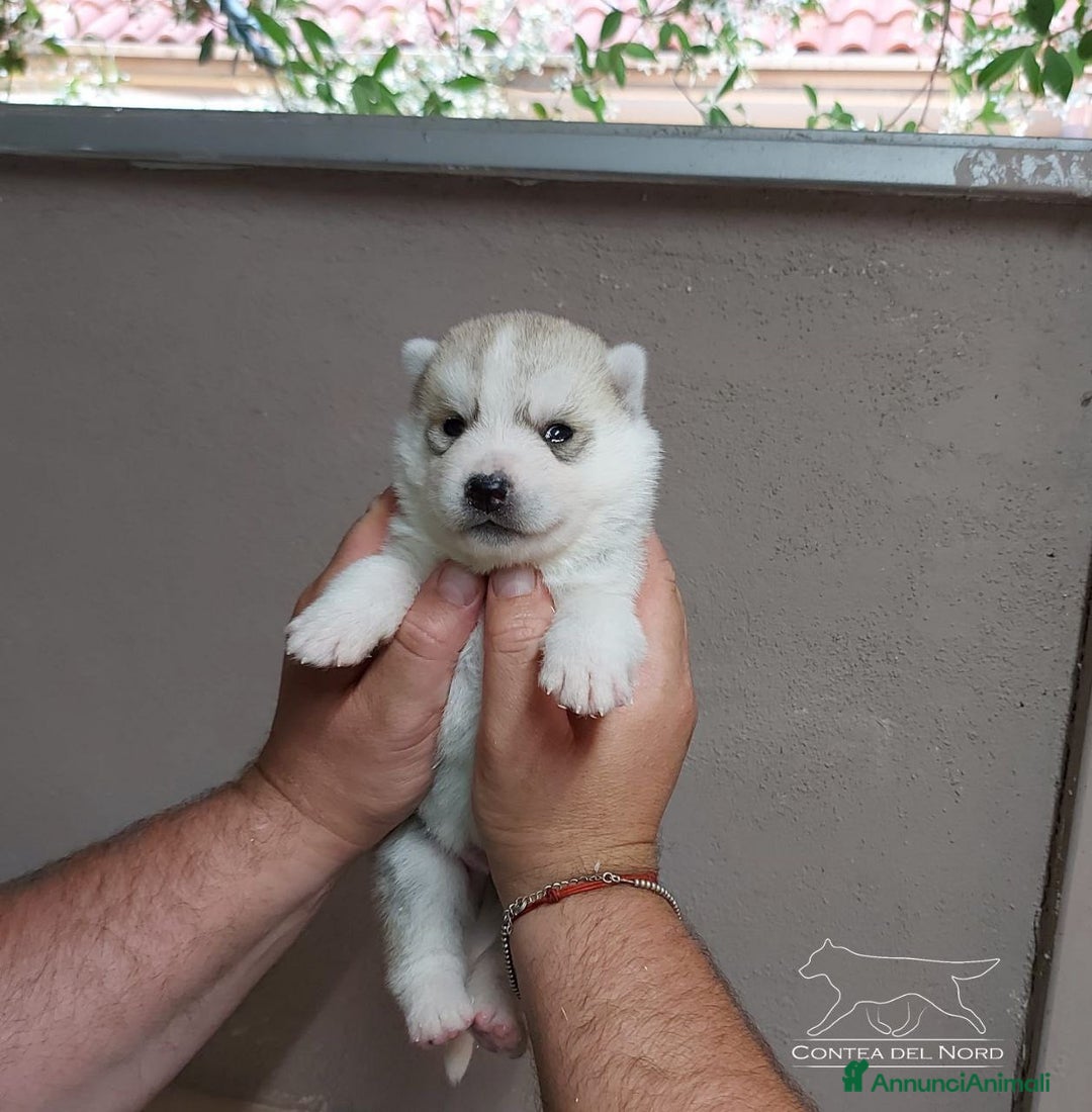 Husky cani per accoppiamento: Cerco femmina di Husky per accoppiamento(pedigree) a Città Metropolitana di Napoli - Immagine 5