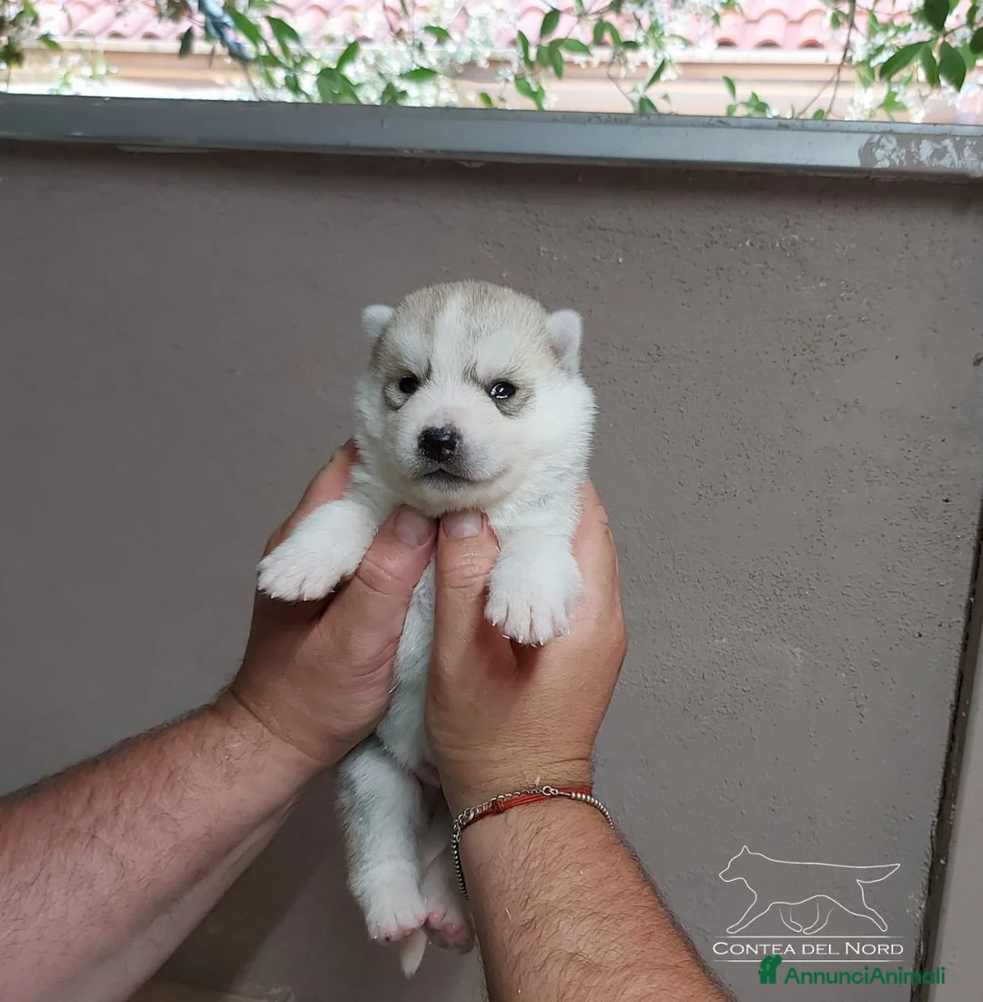 Husky cani per accoppiamento: Cerco femmina di Husky per accoppiamento(pedigree) a Città Metropolitana di Napoli - Annuncio 5