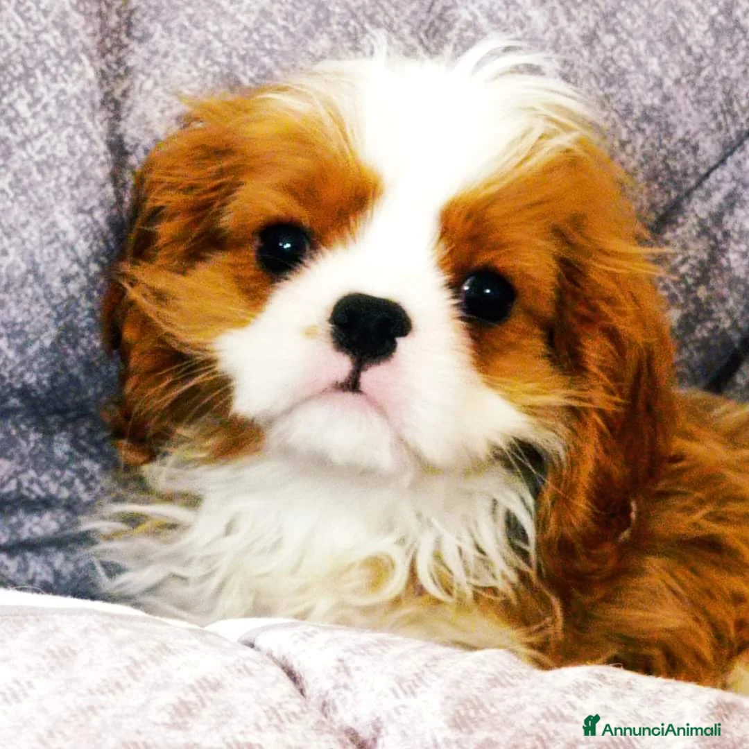 Immagine della galleria {{count}}