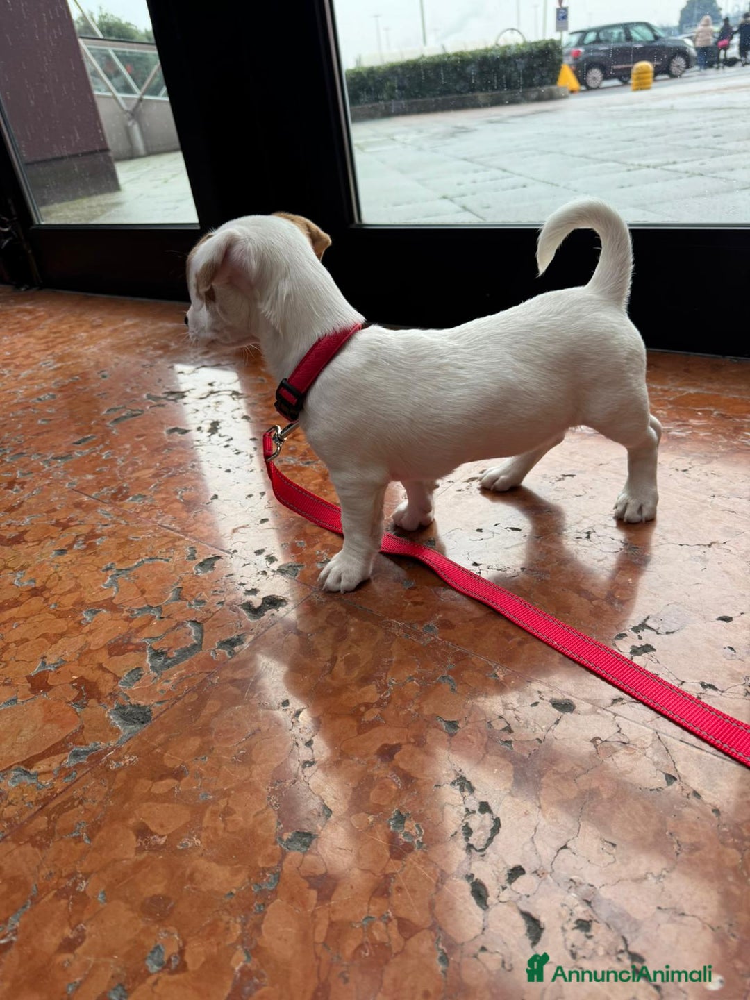 Jack Russell cani in vendita: Jack russel terrie colorazione rara bianco e rosso - Annuncio 2