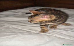 Bengala gatti in vendita: Cucciole di Bengal con Pedigree a Provincia di Asti - Immagine 19