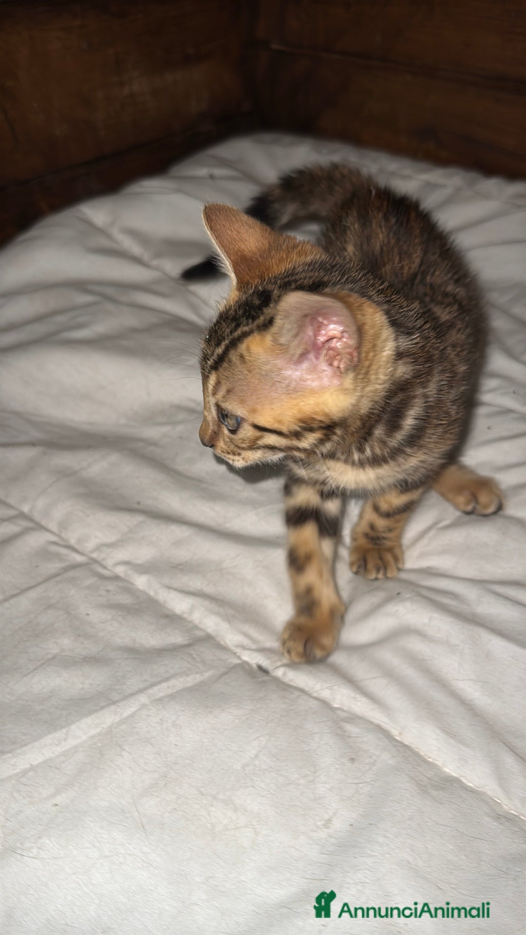 Bengala gatti in vendita: Cucciole di Bengal con Pedigree a Provincia di Asti - Immagine 19