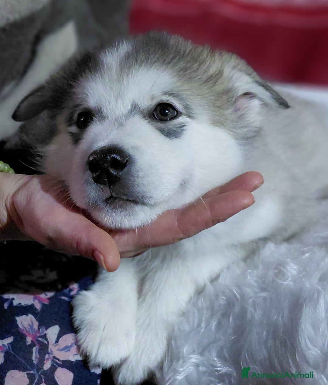 Alaskan Malamute cani in vendita: Cucciola di Alaskan Malamute - Annuncio 11