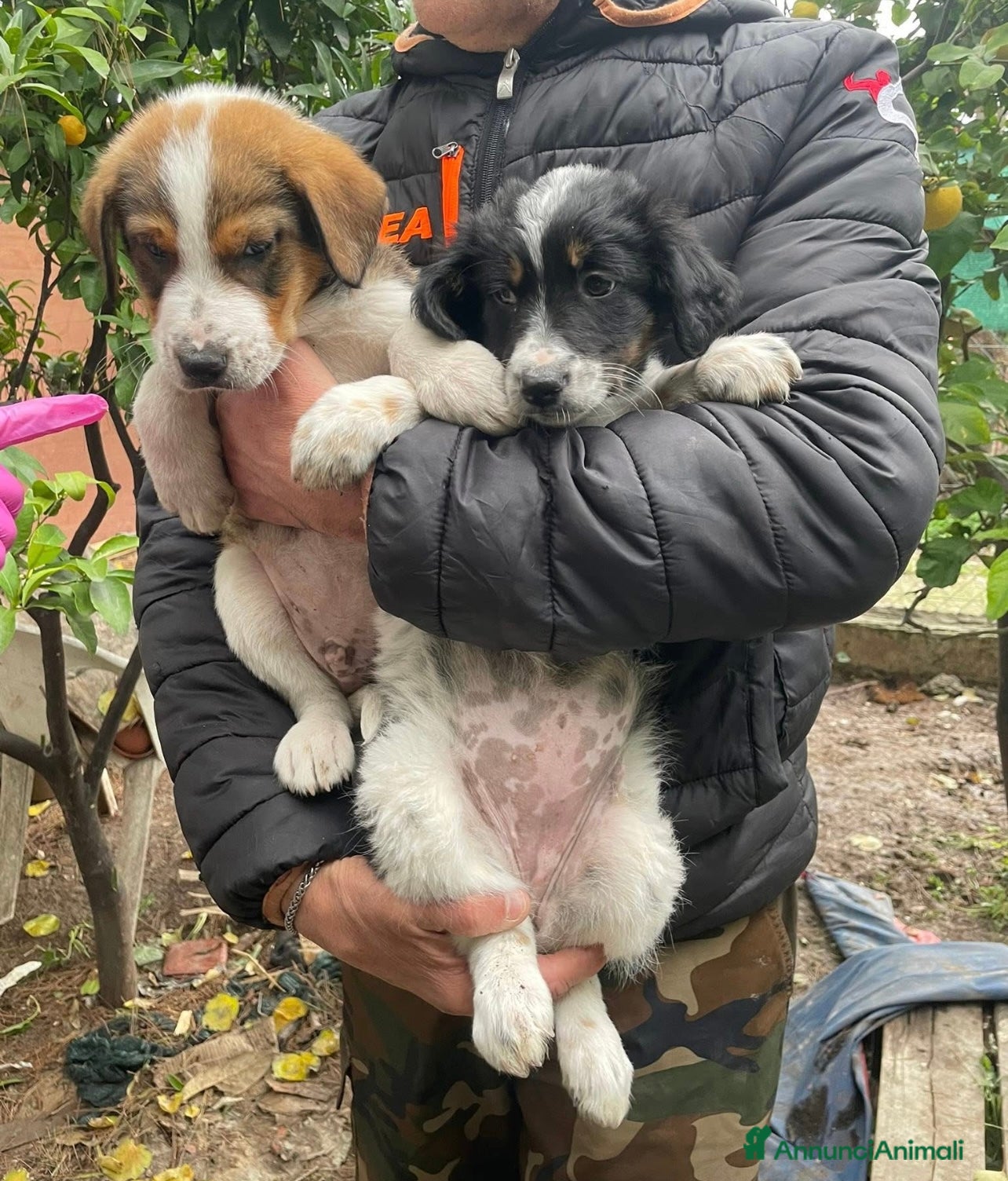 Meticcio cani Dory e Tommy due cuccioli meravigliosi  - Annuncio 2