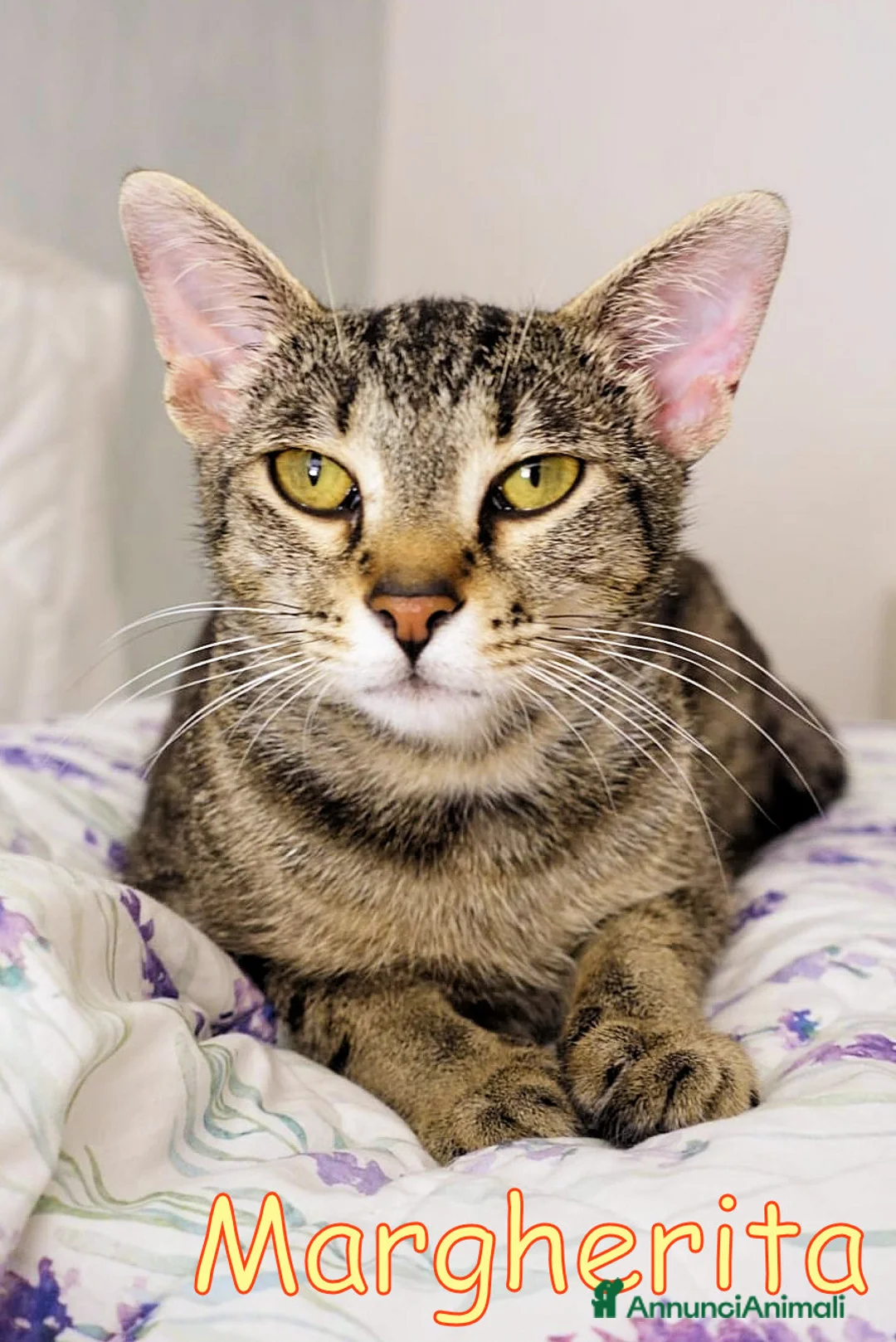 Europeo gatti in regalo:  MARGHERITA DOLCISSIMA GATTINA a Città metropolitana di Roma Capitale - Annuncio 1