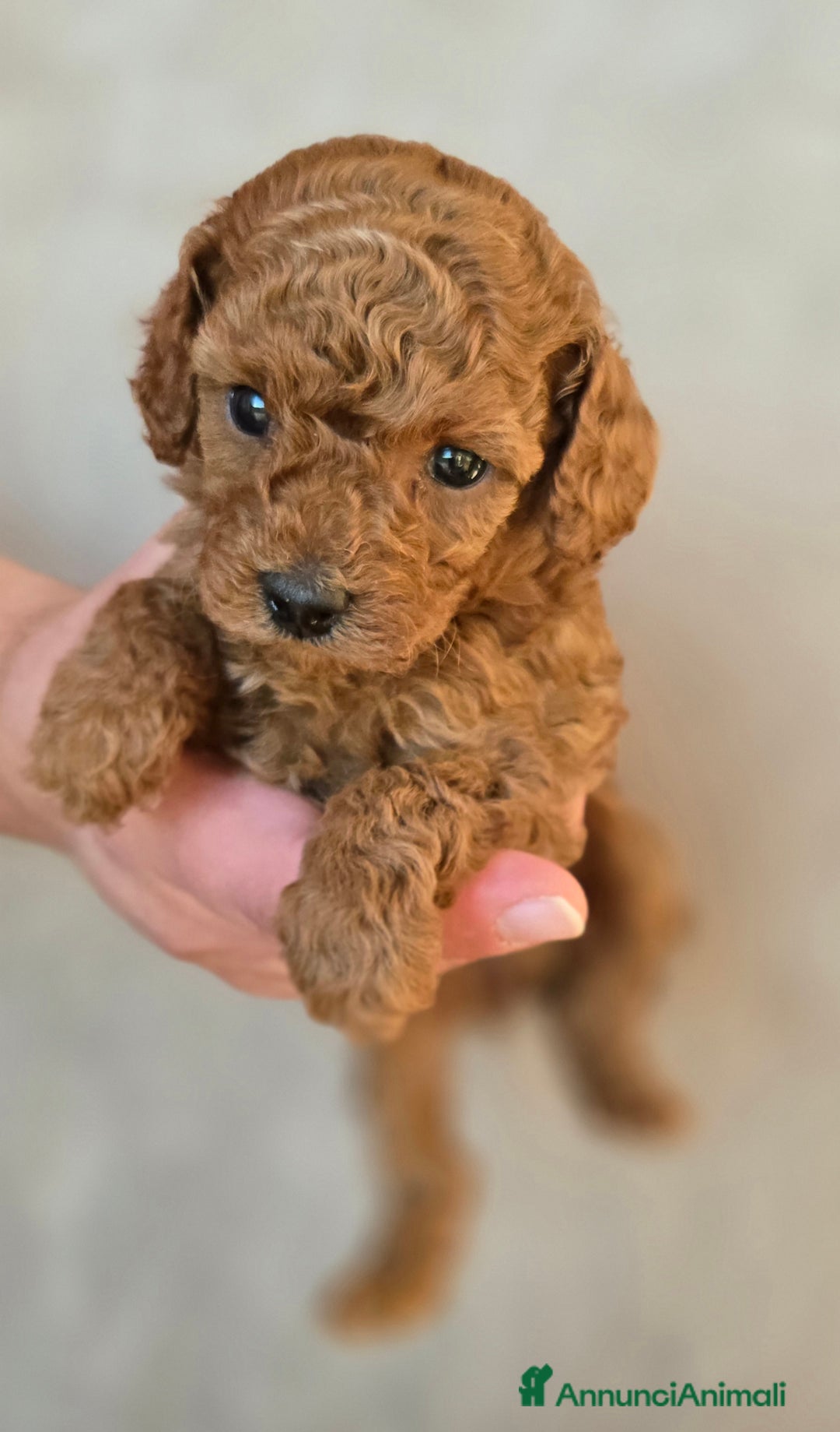 Barboncino Toy cani in vendita: Cucciola Barboncino Toy pedegree Enci  - Annuncio 10