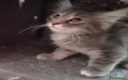 Siberiano gatti in vendita: Gattini siberiani  a Provincia di Padova - Immagine 8