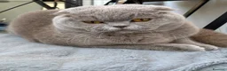 Scottish gatti per accoppiamento: Accoppiamento Scottish fold  - Annuncio 3