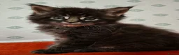Maine Coon gatti in vendita: cuccciolo maine coon brown tabby  a Provincia di Vicenza - Annuncio 2