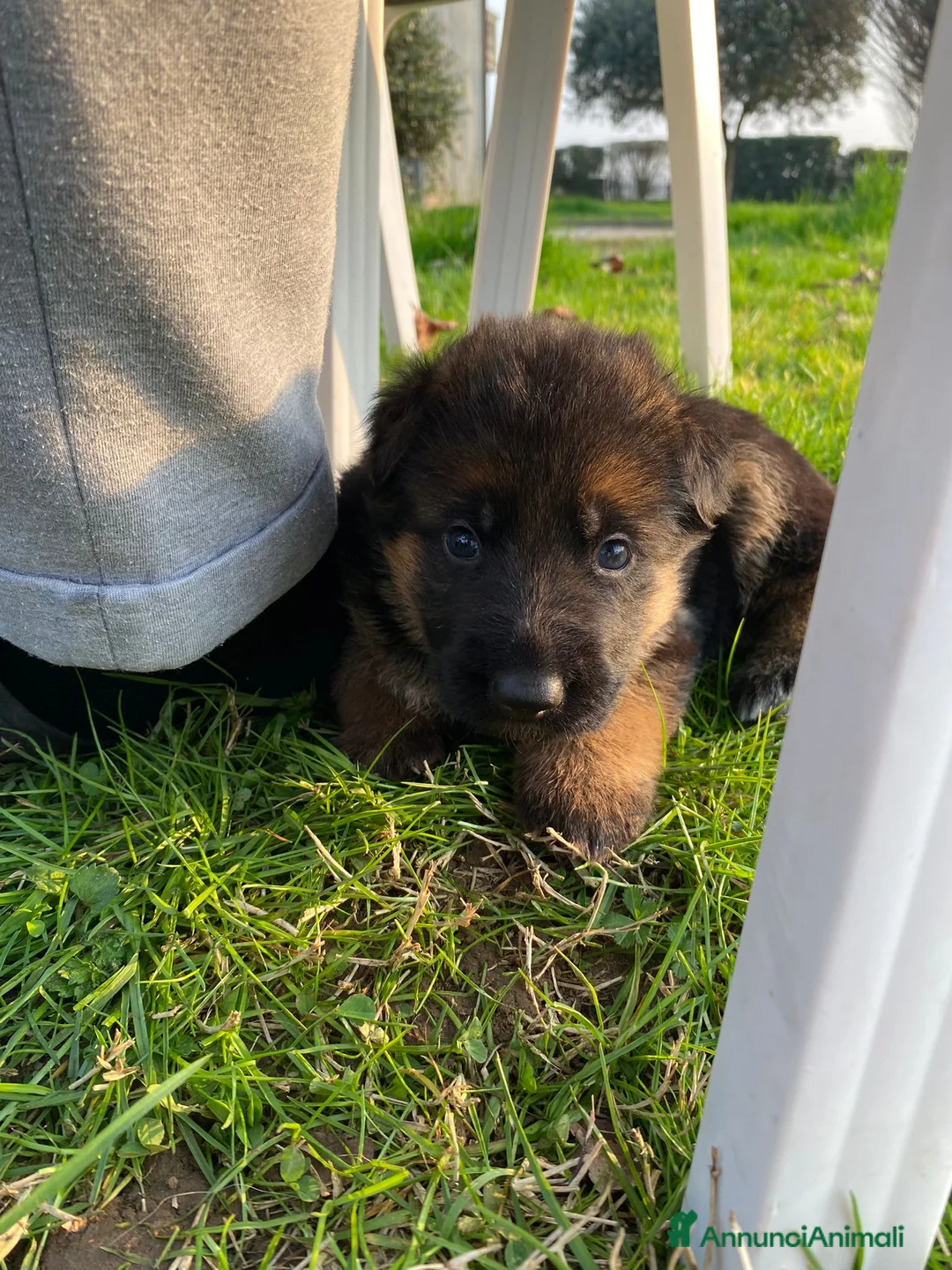 Pastore Tedesco cani in vendita: Pastore tedesco  - Annuncio 2