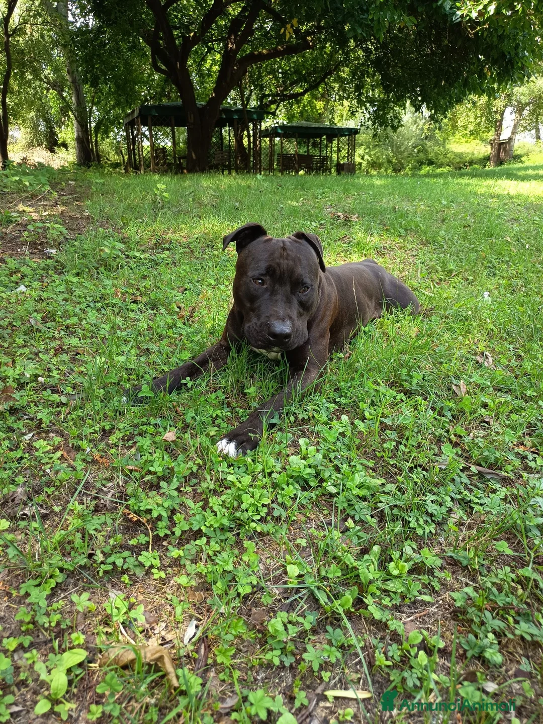 American Staffordshire cani in regalo: Amstaff Maschio 2 anni cerca casa - Annuncio 2