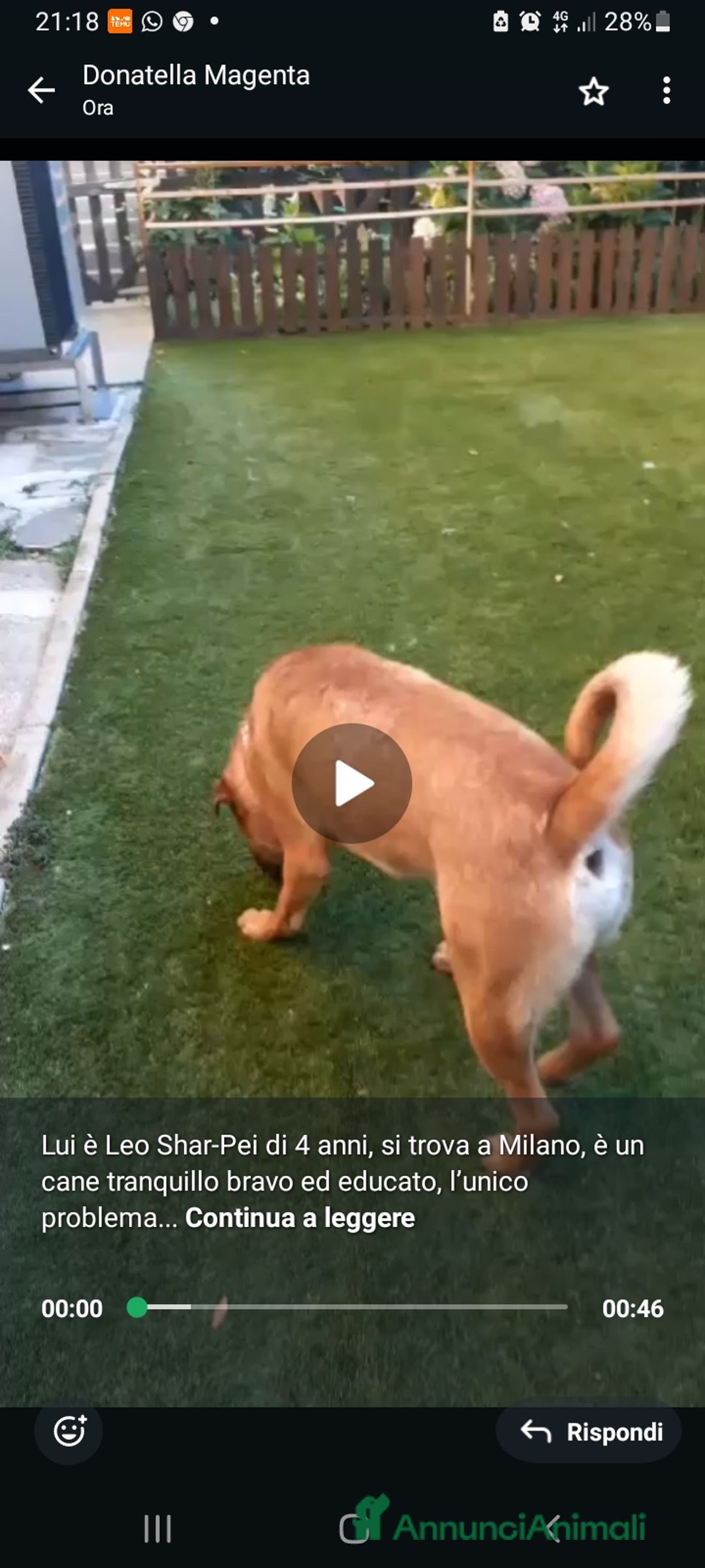 Shar Pei cani in regalo: Sharpei 4anni,educato ADOZIONE CANE UNICO.MILANO a Città metropolitana di Milano - Immagine 2