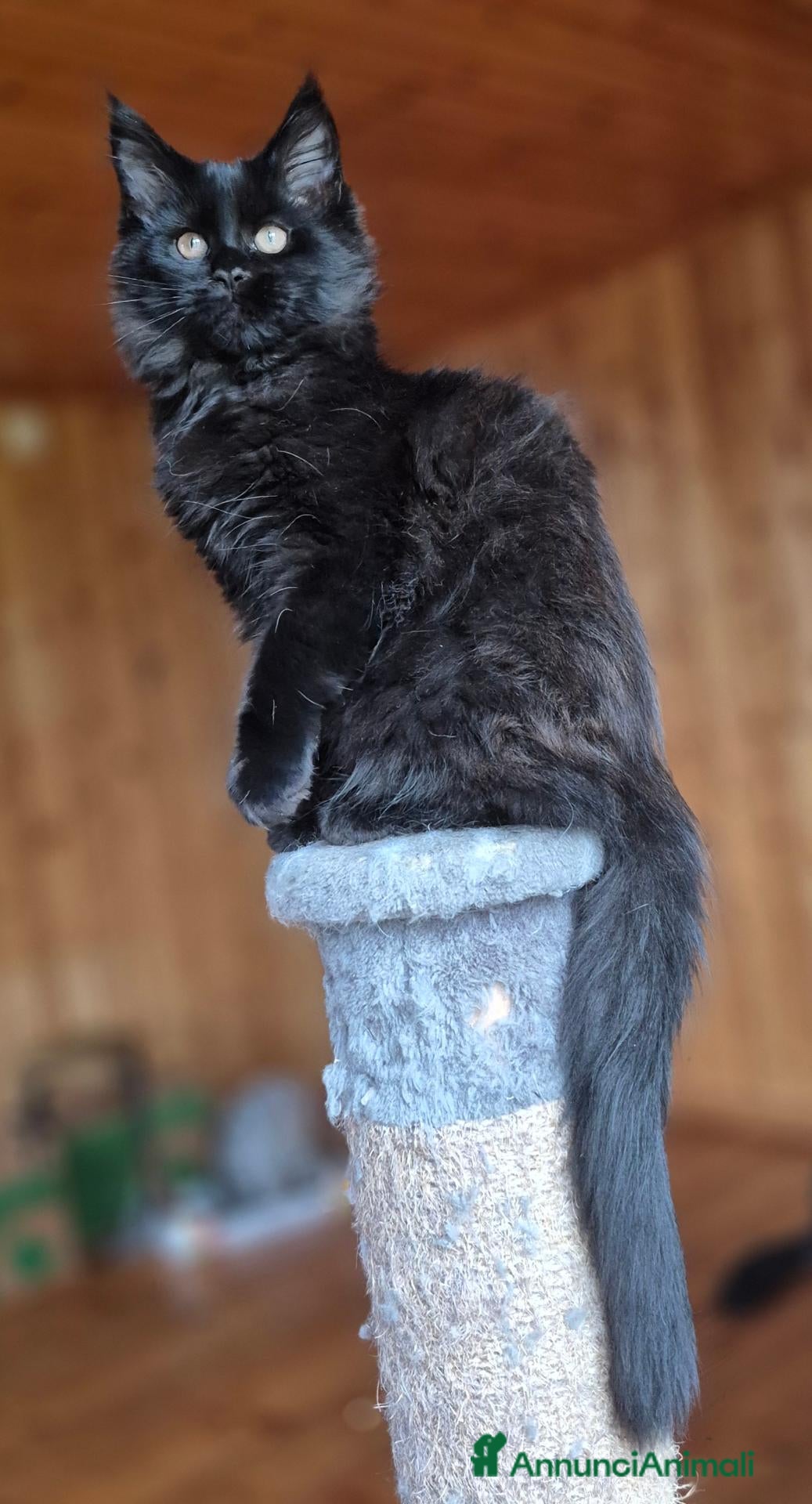 Maine Coon gatti Maincoon - Annuncio 14