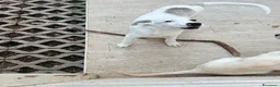 Meticcio cani in regalo: Grey  a Provincia di Savona - Annuncio 2
