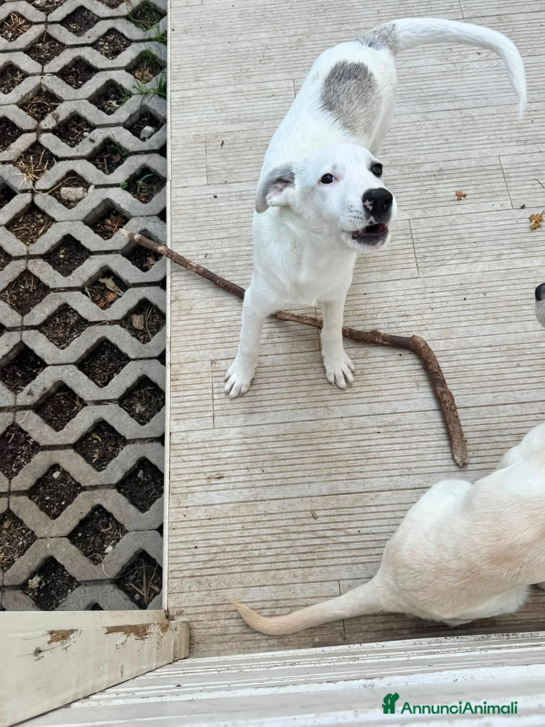 Meticcio cani in regalo: Grey  a Provincia di Savona - Annuncio 2