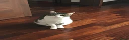 Europeo gatti in regalo: Gattini inseparabili - Annuncio 28