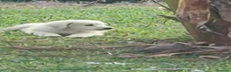 Pastore Abbruzzese Maremmano cani in vendita: Pastore maremmano abruzzese  a Città metropolitana di Catania - Annuncio 3