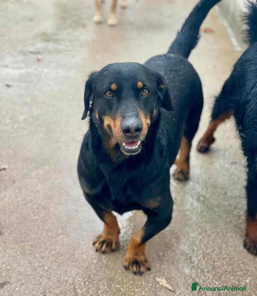 Meticcio cani in regalo: GREGORY, simpatico cagnolone dalle zampe corte!! - Annuncio 3