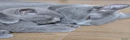 Certosino gatti in vendita: GATTINO CERTOSINO MASCHIO - Annuncio 4